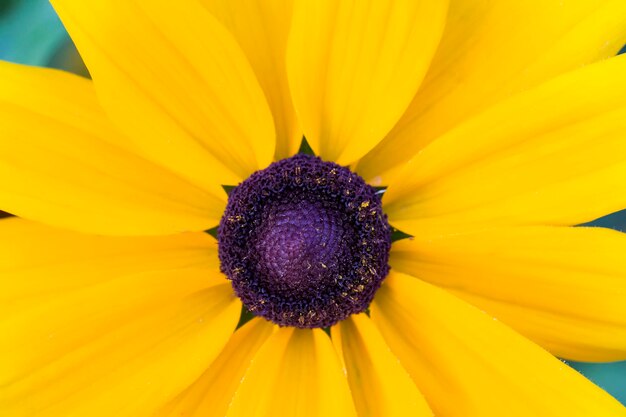 Fragmento de uma flor amarela de perto