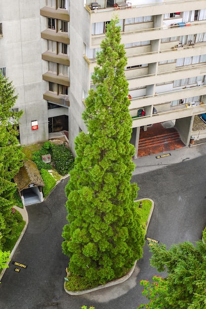 Fragmento de edificio de gran altura Edificio de paisaje urbano con gran pino en frente