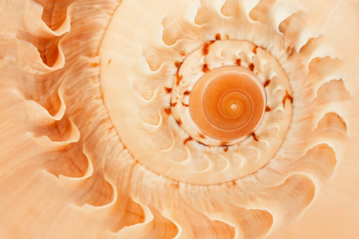 Foto fragmento de una espiral de una gran macro de concha rosa