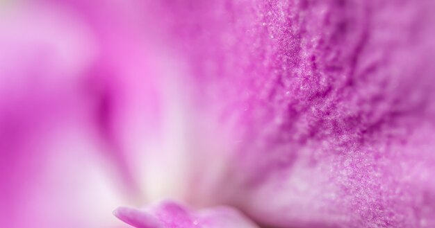 Fragmento de flor de orquídea púrpura Phalaenopsis fondo floral macro