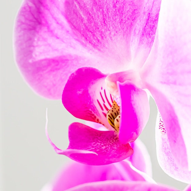 Fragmento de flor de orquídea púrpura Phalaenopsis fondo floral macro