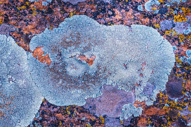 Fragmento de hormigón cubierto de hongos como textura de fondo