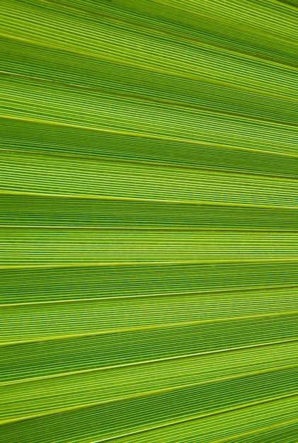 Fragmento macro de uma folha de palmeira verde fresca