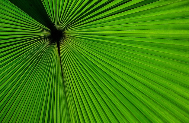 Fragmento de un primer plano de hoja de palma tropical Indonesia Sulawesi