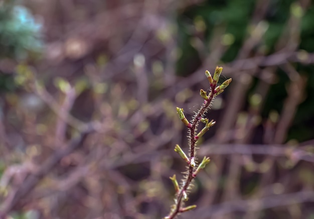 Foto fragmento de rama con brotes de rosa spinosissima a principios de la primavera conocida como la rosa pimpinellifolia