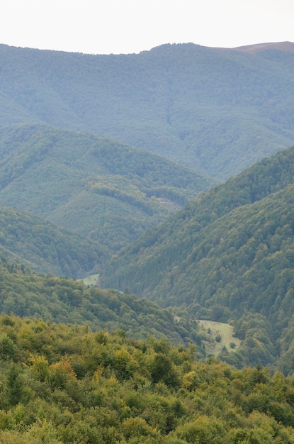 Fragmento del terreno montañoso en los Cárpatos, Ucrania