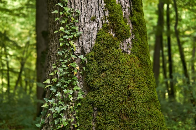 Fragmento de un viejo tronco de árbol cubierto de musgo y enredadera