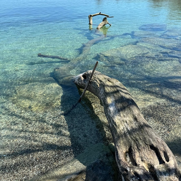 Fragmentos de árboles del agua Paisaje marítimo con rocas Agua de mar azul Rocas bajo el agua