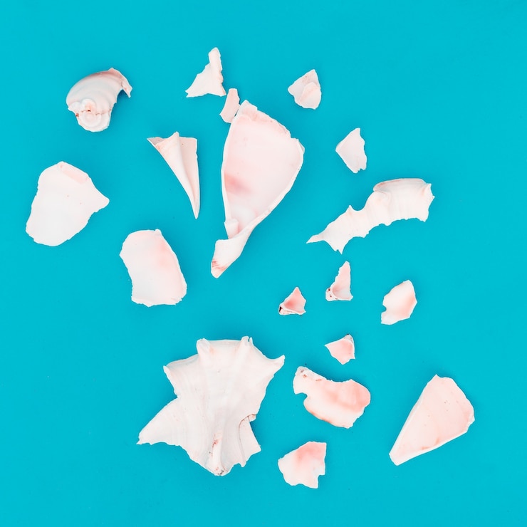 Foto fragmentos de conchas rotas. arte minimalista