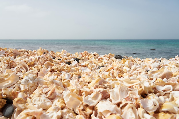 Fragmentos de conchas quebradas com um oceano turvo ao fundo