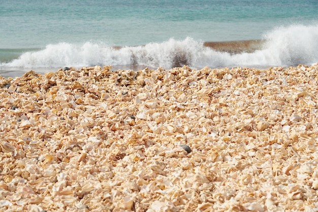 Fragmentos de conchas quebradas com um oceano turvo com ondas ao fundo