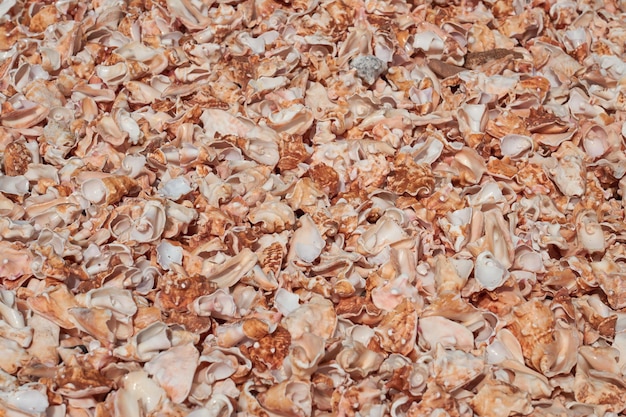 Fragmentos de conchas quebradas nas margens do Oceano Atlântico como pano de fundo