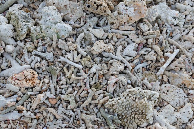 Fragmentos de corais mortos deitados em uma praia recifes de corais na praia fundo da superfície da praia textura da praia praia rochosa