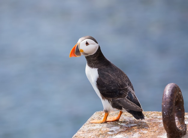 Foto un frailecillo atlántico adulto permanece sobre una piedra en las islas farne en inglaterra en el horario de verano