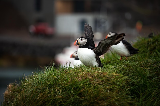 Frailecillo atlántico extiende las alas sobre los acantilados de Latrabjarg Islandia