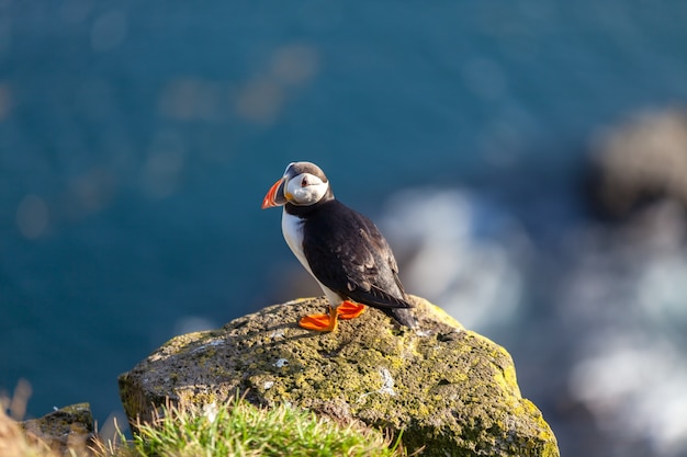 Foto frailecillo atlántico -fratercula arctica- en un acantilado costero en el oeste de islandia