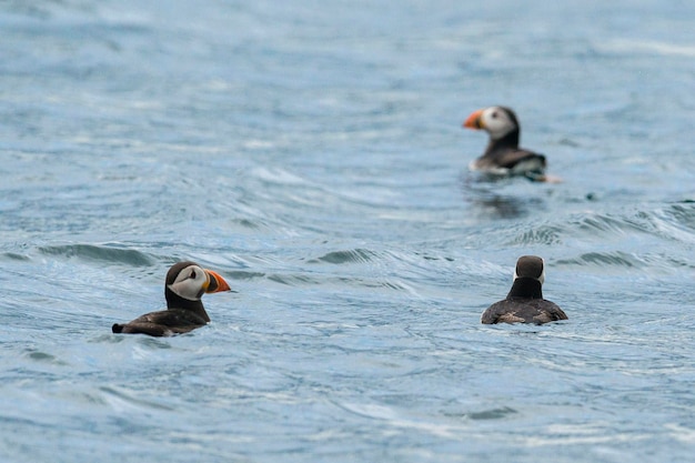 Frailecillo atlántico Fratercula arctica Isla Farne Inglaterra