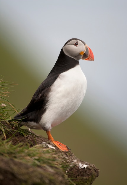 Frailecillo atlántico o frailecillo común - Fratercula arctica en Mykines, Islas Feroe