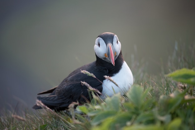 Frailecillo hermoso pájaro en Islandia