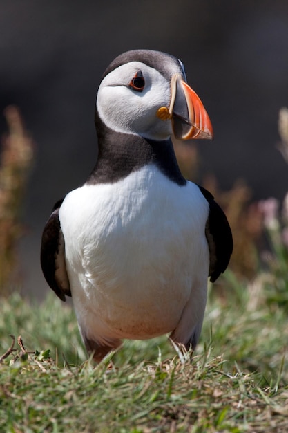 Frailecillo en la isla de Lunga Escocia