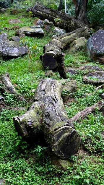 Frakturbaumstamm auf Gras, Naturholzstruktur.