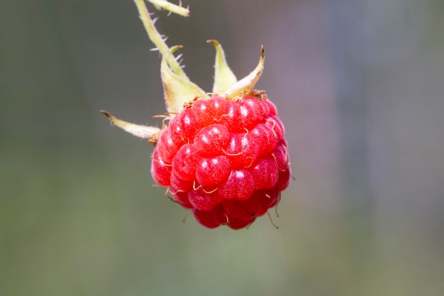 Framboesa madura na horta. Arbustos de framboesa com frutas.