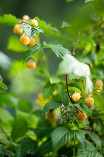 Framboesa suculenta madura Arbusto de frutas de jardim Linda paisagem rural natural com forte fundo desfocado O conceito de comida saudável com vitaminas