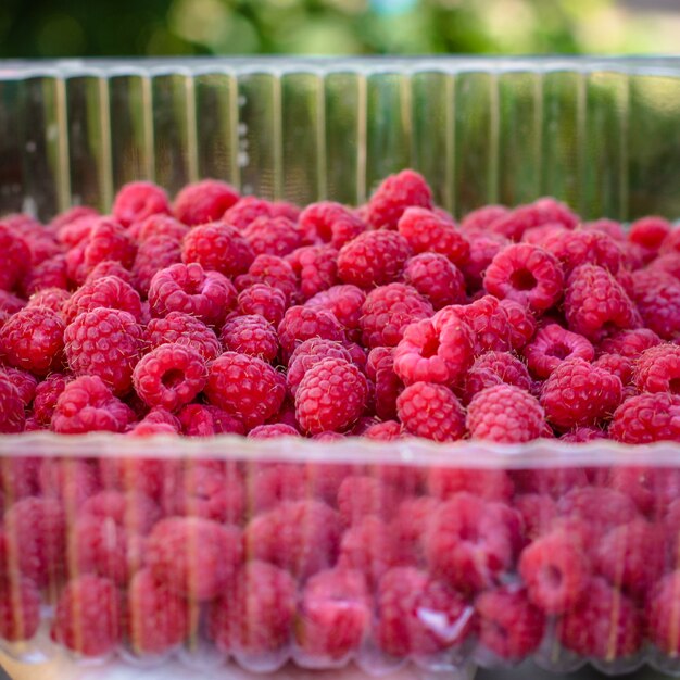 Framboesas, frutos vermelhos maduros e suculentos