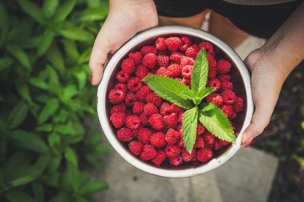 framboesas, frutos vermelhos maduros e suculentos