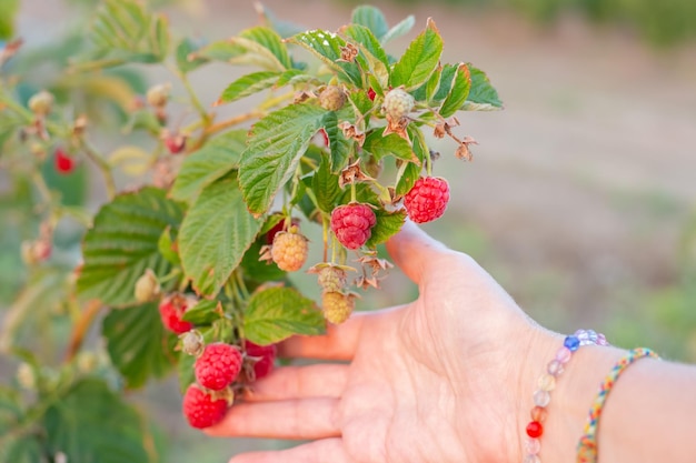 Foto framboesas maduras da variedade maravilla na mão de uma mulher grandes variedades de framboesas crescem na fazenda