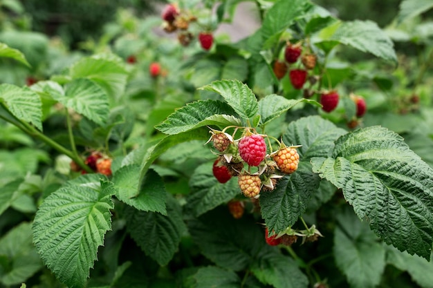 Framboesas maduras no mato jardinagem de hortas em casa plantas de bagas frutas