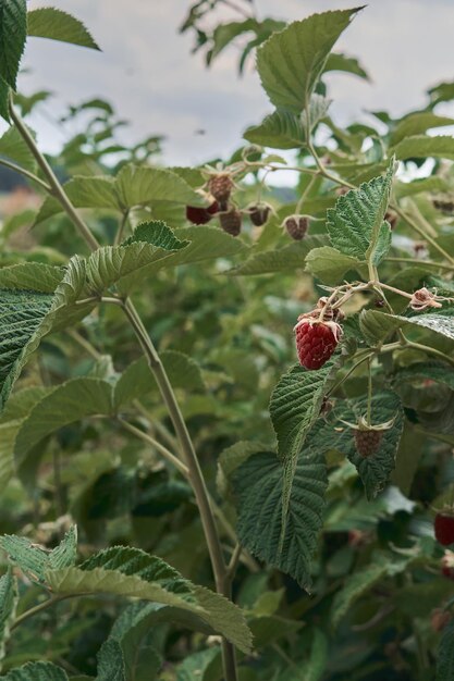 Framboesas vermelhas no jardim fecham Um pequeno ramo de framboesas maduras no jardim Bagas vermelhas doces crescem em um arbusto de framboesa escura em um pomar