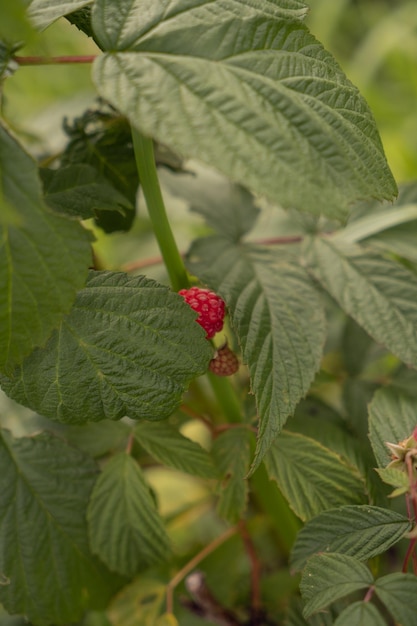 Una frambuesa se asoma por detrás de una hoja