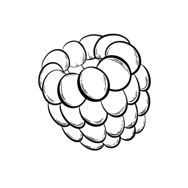Frambuesa para decorar productos de confitería en estilo gráfico Ilustración vectorial dibujada a mano en un estilo minimalista simple Se puede usar para notas de cocina libro de cocina textil