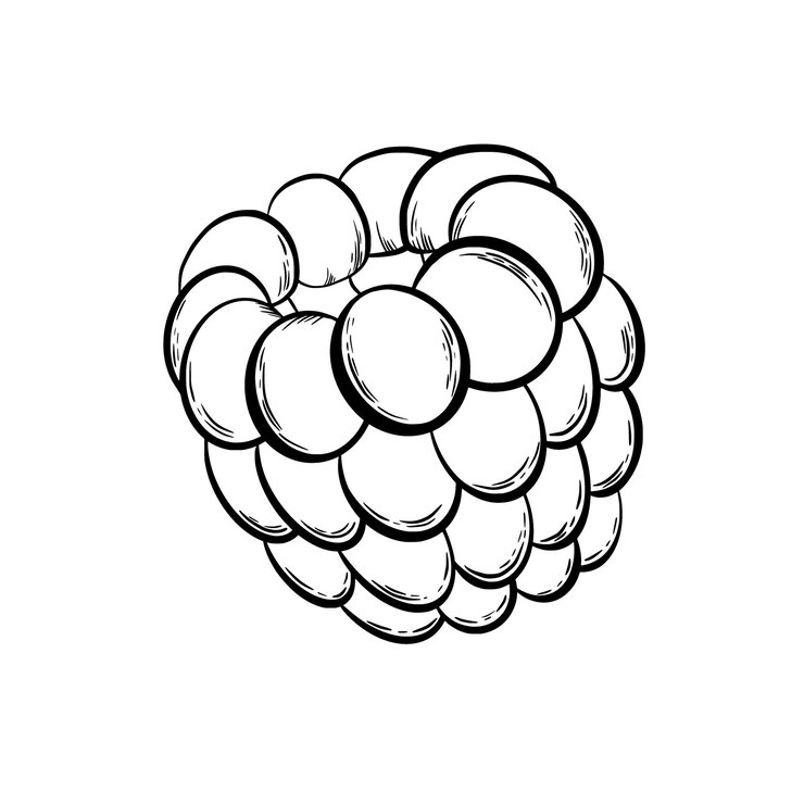 Foto frambuesa para decorar productos de confitería en estilo gráfico ilustración vectorial dibujada a mano en un estilo minimalista simple se puede usar para notas de cocina libro de cocina textil