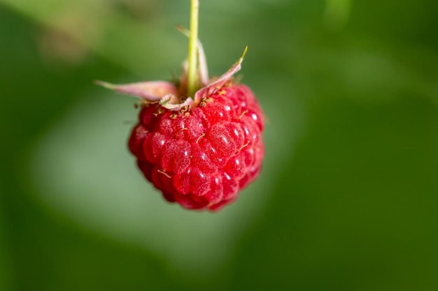 Frambuesa roja colgando de una fotografía macro de rama en un día de verano