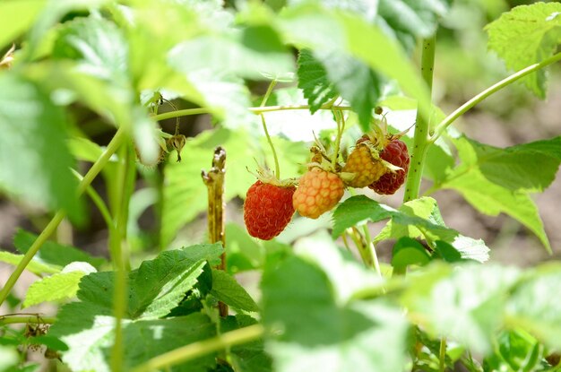 Frambuesas en un arbusto en el jardín