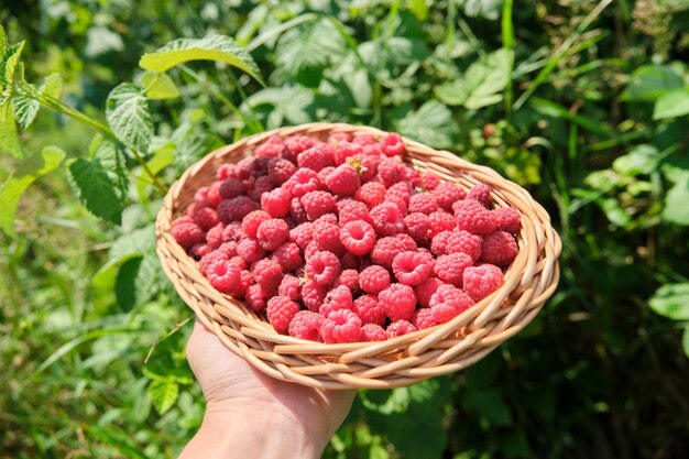 Frambuesas de jardín naturales frescas maduras en cesta en mano de mujer en jardín