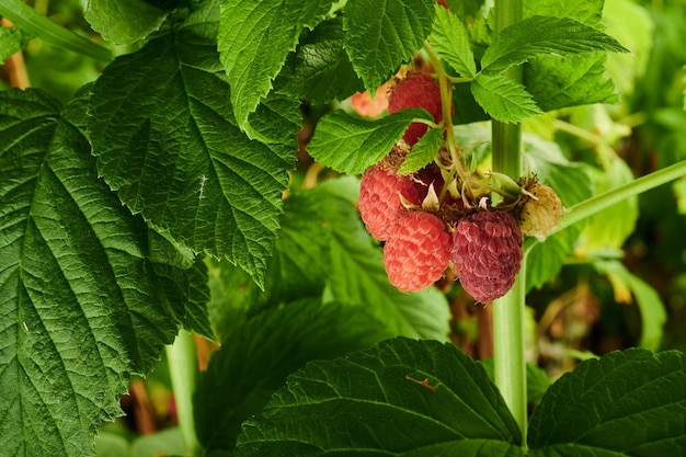 Frambuesas maduras en un arbusto en el jardín