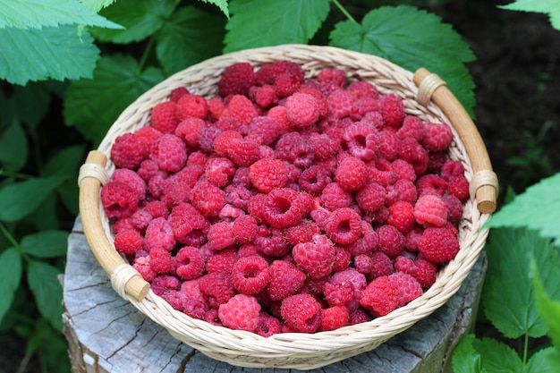 Frambuesas maduras en una canasta, vista superior. primer plano de bayas rojas del jardín.