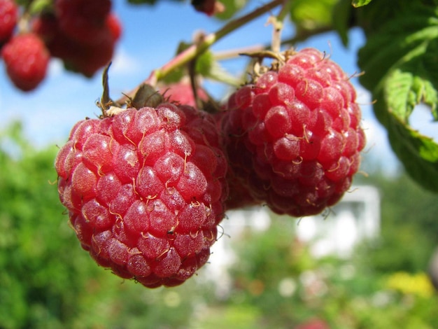 Frambuesas maduras y dulces en una rama en el jardín