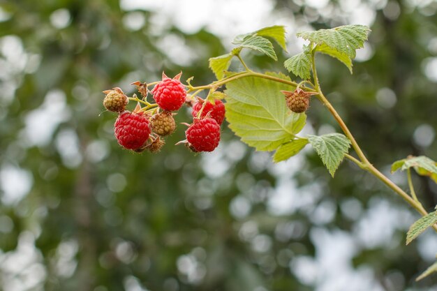 Frambuesas maduras e inmaduras en el jardín de frutas Arbusto de frambuesa en día de verano