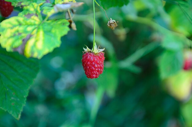 frambuesas maduras en el jardín