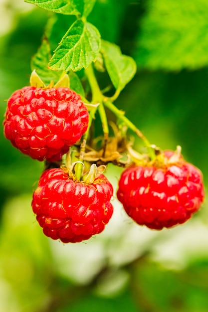 Frambuesas maduras en el jardín