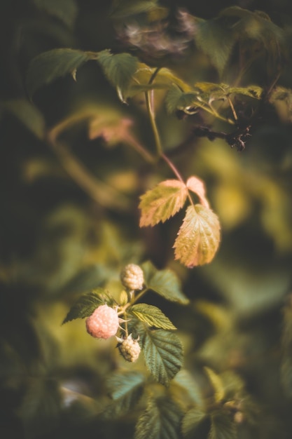 Frambuesas maduras y jugosas Arbusto de frutas del jardín Hermoso paisaje rural natural con un fuerte fondo borroso