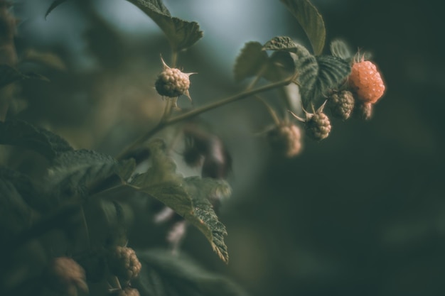 Frambuesas maduras y jugosas colgando de arbustos en un jardín o granja con sus tonos rojos brillantes y texturas difusas tentando a cualquiera por un dulce