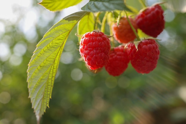 frambuesas en la planta. Concepto de alimentación saludable procedente de la agricultura ecológica que va de la granja a la mesa