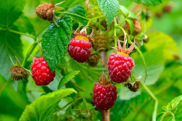 Frambuesas rojas en primer plano del jardín Bayas dulces rojas que crecen en arbusto de frambuesa