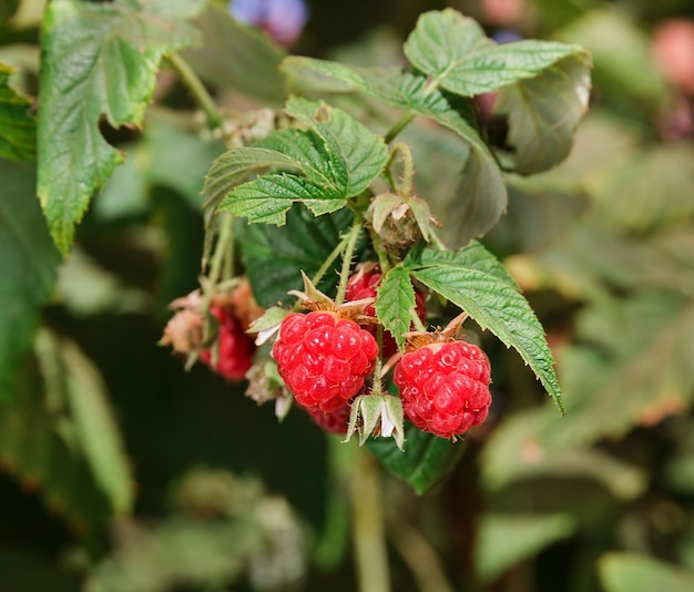 Frambuesas rojas que crecen en el jardín