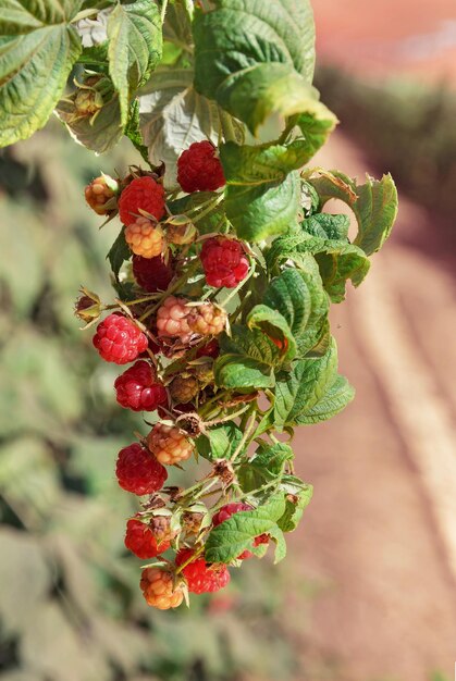 Frambuesas rojas que crecen en el jardín